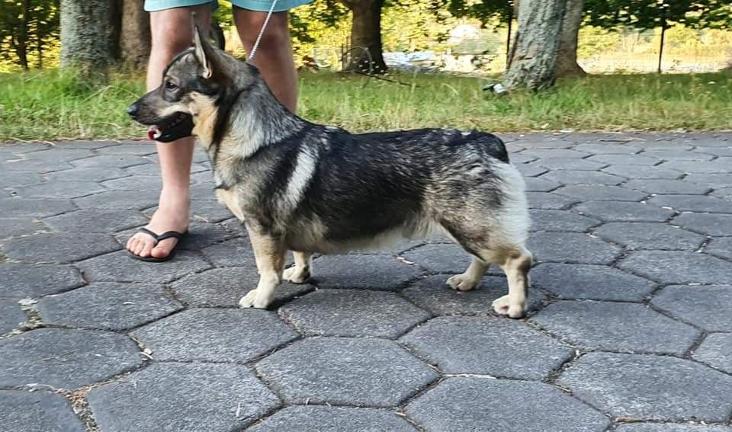 Osuno Double Dare - Swedish Vallhund Puppy NZ