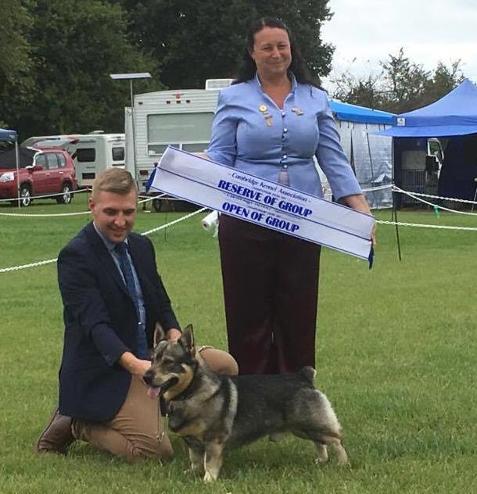 Winning Champion Svedala Linus Lingon - Swedish Import - Swedish Vallhund