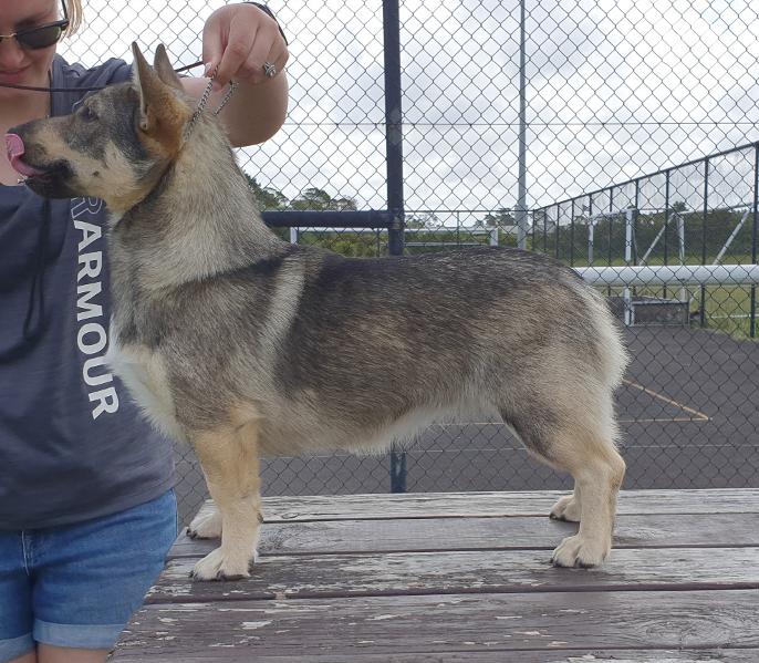 Show Dog Osuno Secret Smile - Gray Swedish Vallhund New Zealand