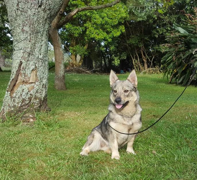  Osuno Nova Zee - Swedish Vallhund New Zealand