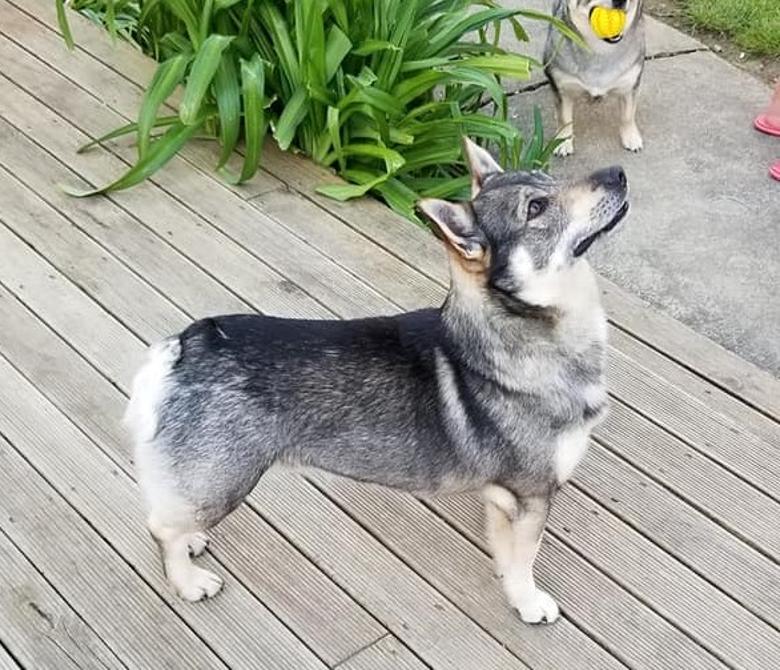 Handsome Champion Osuno Big Bad Wolfe - Grey Swedish Vallhund No tail